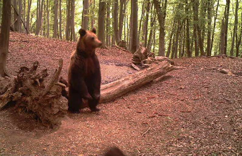 ursul care a mușcat o mamă și doi copii la hosman era hăituit de câini