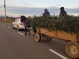 foto - bărbat prins cu o căruţă plină de brazi la porumbacu de sus