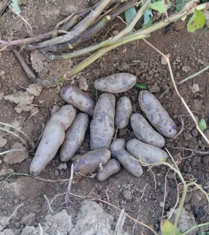 Cea mai sănătoasă legumă se cultivă la Sibiu - Cartofii mov sunt la mare căutare cea mai sănătoasă legumă se cultivă la sibiu - cartofii mov sunt la mare căutare