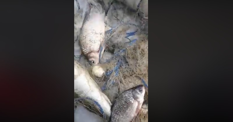 video braconaj pe râul olt, la colun – zeci de kilograme de pește găsite