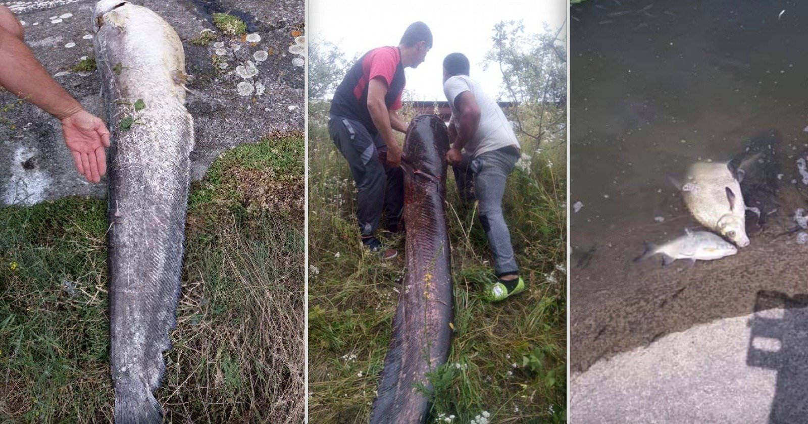 foto dezastrul piscicol de pe olt - pescarii avertizează ca să nu mâncăm peștele mort - reacția autorităților