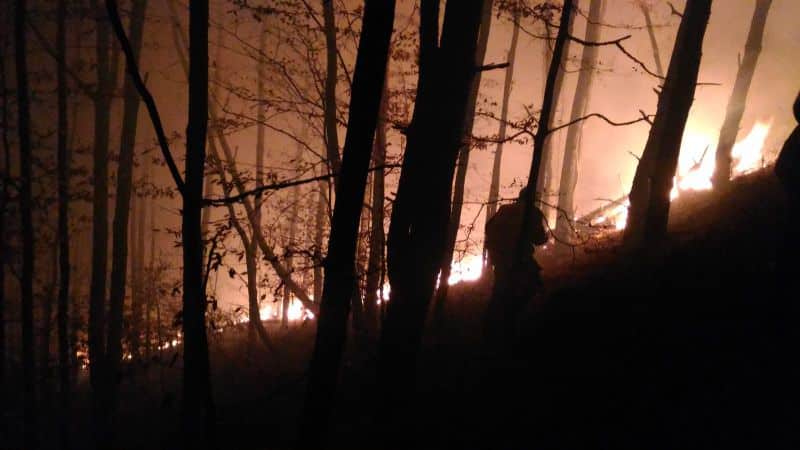 incendiul devastator de pe vârful măgura - neglijența oamenilor a distrus pădurea