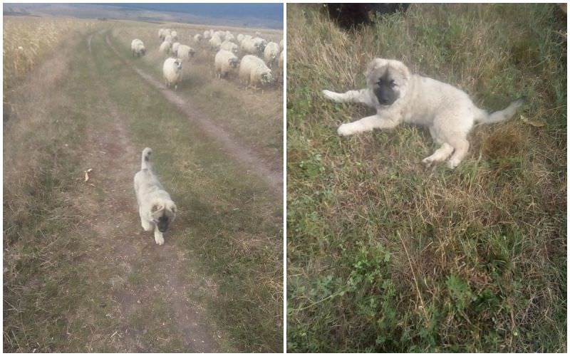 foto câine ciobănesc furat de la o stănă din slimnic – „ajutați-mă să îl găsesc pe turcu. îmi e dor de el”
