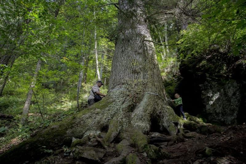„paznicul cibinului”, pe locul cinci la concursul arborele european 2020