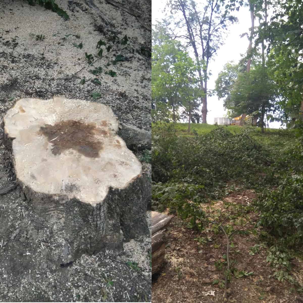 video: copaci defrișați în parcul sub arini– ce spun autoritățile
