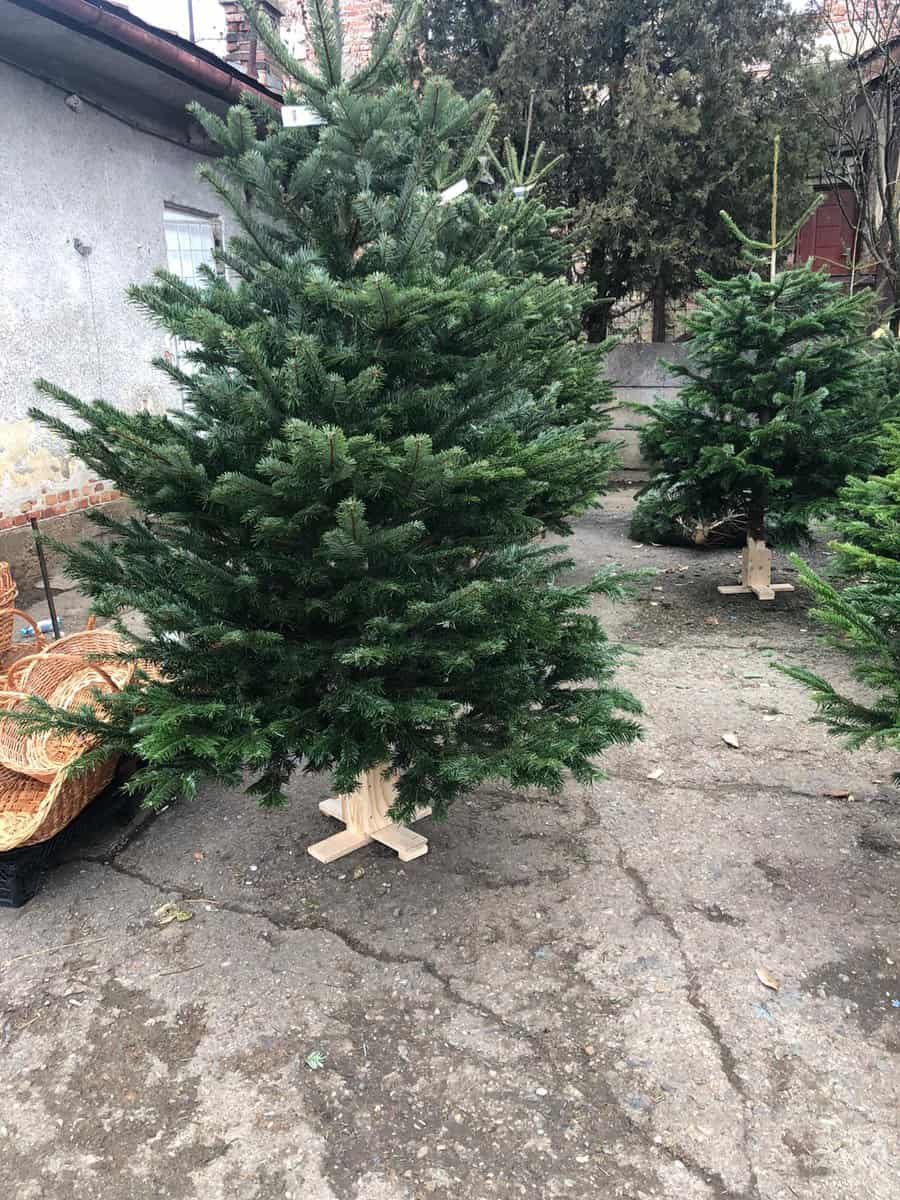 au apărut brazii de crăciun în sibiu - prețurile ajung și la 300 de lei