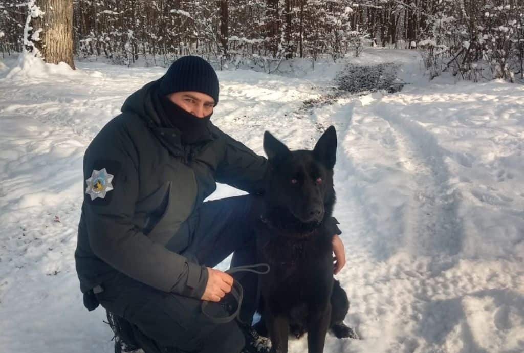 patru sibieni care au furat un porc au fost prinși de bond, câinele polițist