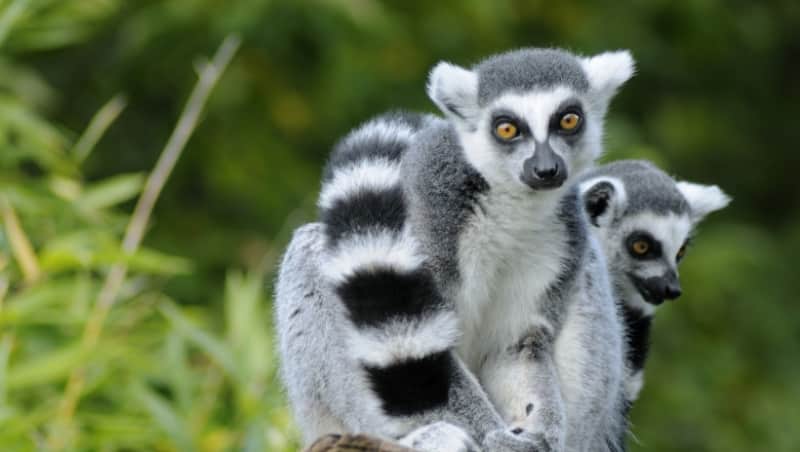 premieră la zoo sibiu - s-a născut o pereche de gemeni lemurieni