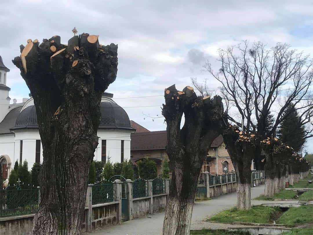 FOTO Teii din Tălmaciu, ciopârțiți - Primarul: ''Așa se face'' - Biologii îl contrazic foto teii din tălmaciu, ciopârțiți - primarul: ''așa se face'' - biologii îl contrazic