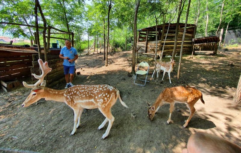 foto video ”la nic„ - ferma unde se pot vedea și mângâia singurii cerbi lopătari din județul sibiu