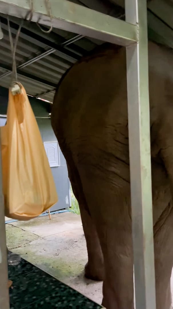 Un elefant înfometat a intrat într-o clădire de birouri să caute de mâncare. Cui a mancat mancarea un elefant înfometat a intrat într-o clădire de birouri să caute de mâncare. cui a mancat mancarea