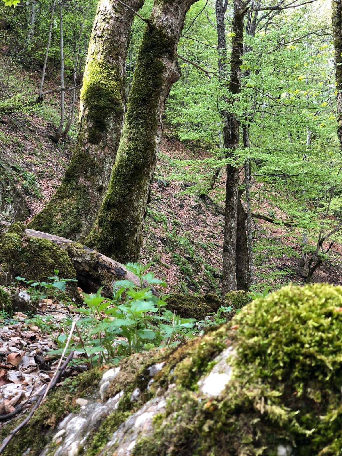 Noi hectare de pădure din România au fost declarate virgine și cvasi-virgine noi hectare de pădure din românia au fost declarate virgine și cvasi-virgine