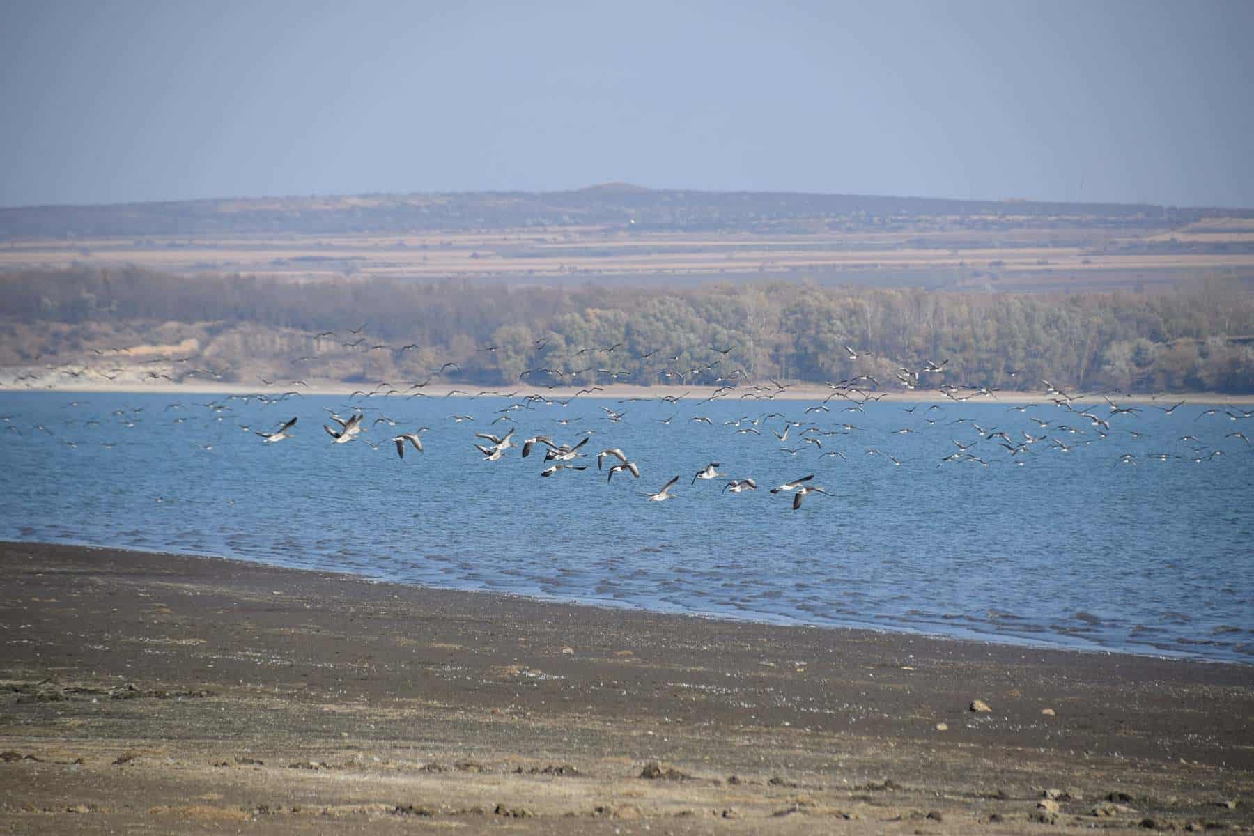 FOTO O specie rară de gâște a fost descoperită pe un lac din România. Doar câteva exemplare mai sunt în țară foto o specie rară de gâște a fost descoperită pe un lac din românia. doar câteva exemplare mai sunt în țară