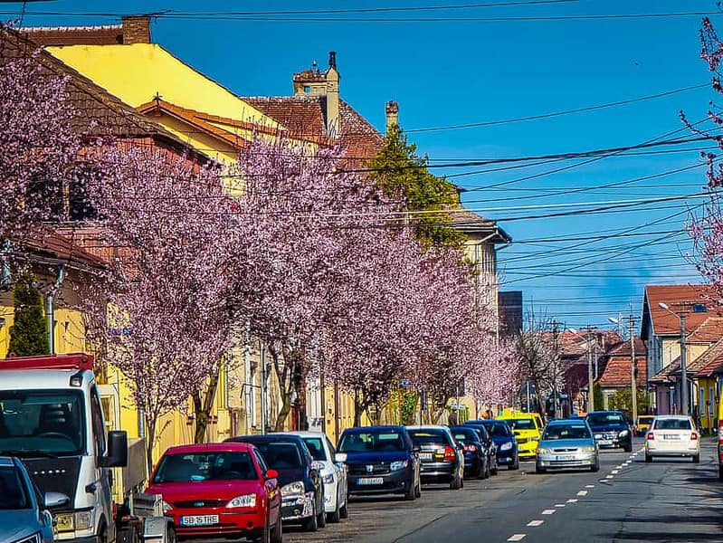 video: imagini superbe de pe strada desprinsă din basme - sibiul a înflorit la propriu