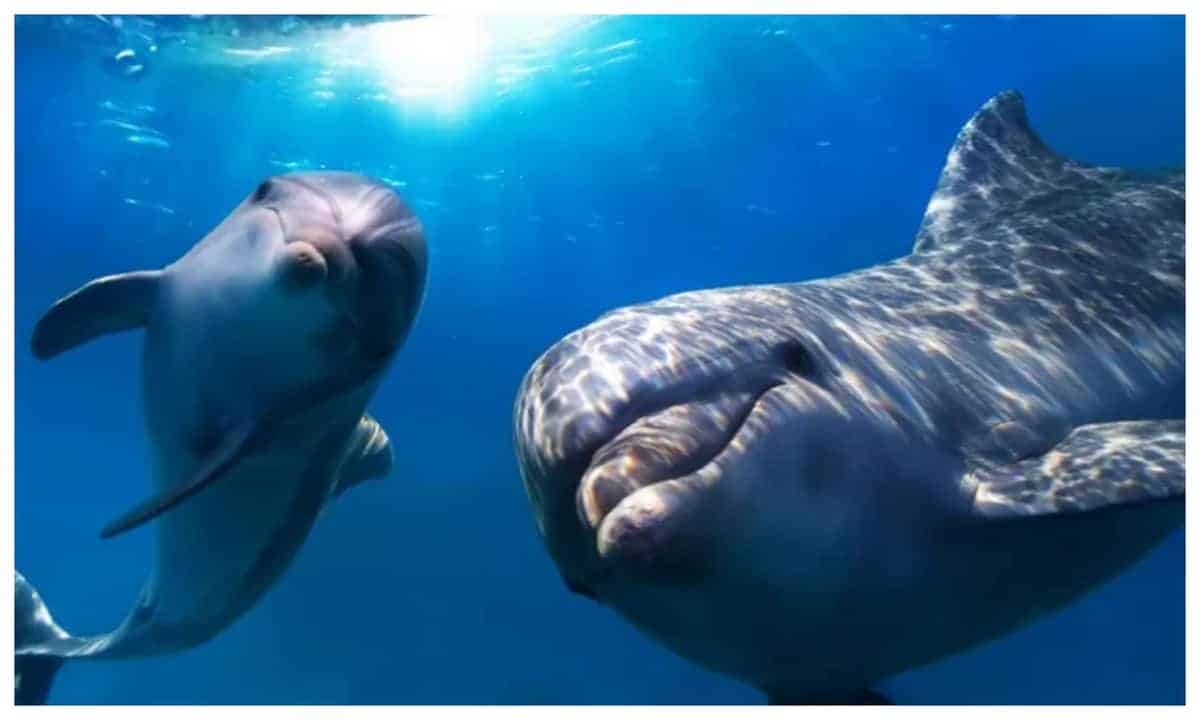 aproape 5.000 de delfini din marea neagră au murit din cauza războiul din ucraina