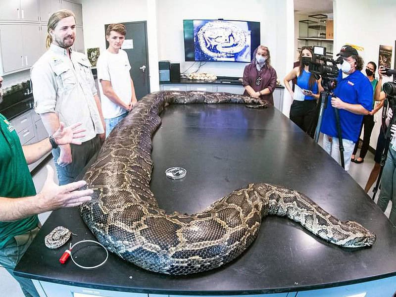 cel mai mare piton capturat în florida - are aproape 100 de kilograme și măsoară 5 metri