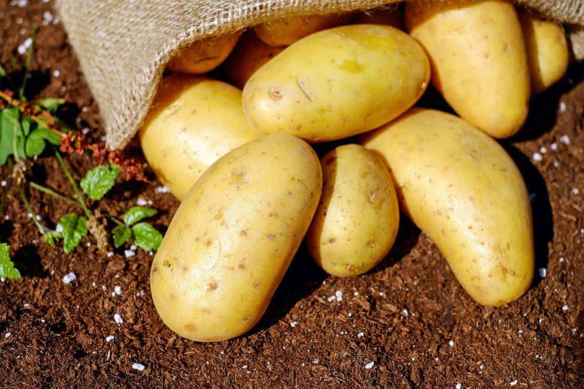 bani de la guvern pentru cultivatorii de cartofi - 200 de euro pe hectar