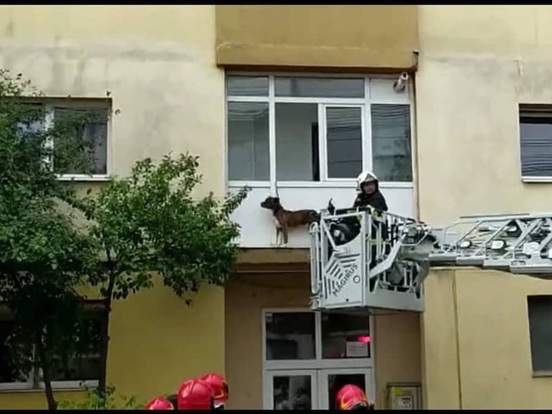 video câine salvat de pompierii sibieni - era agăţat în lesă, în exteriorul unui balcon
