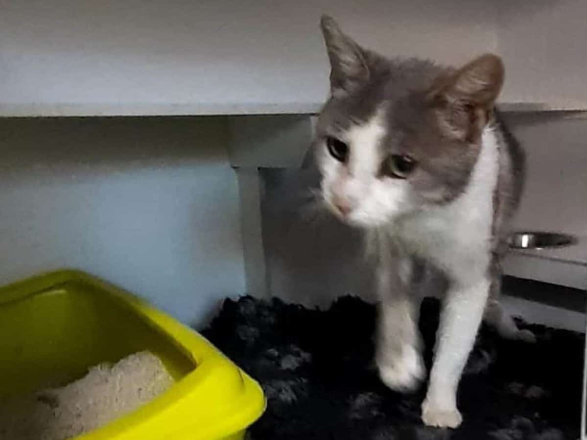 sibian amendat cu 3.000 de lei după ce a abandonat o pisică cu patru pui