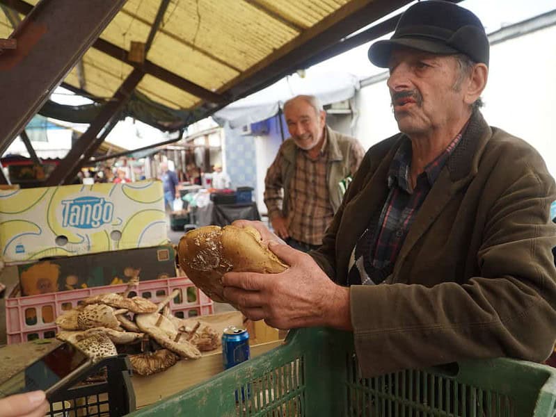cum să culegi ciupercile corect - specialist în micologie: „miceliul se află în substrat”