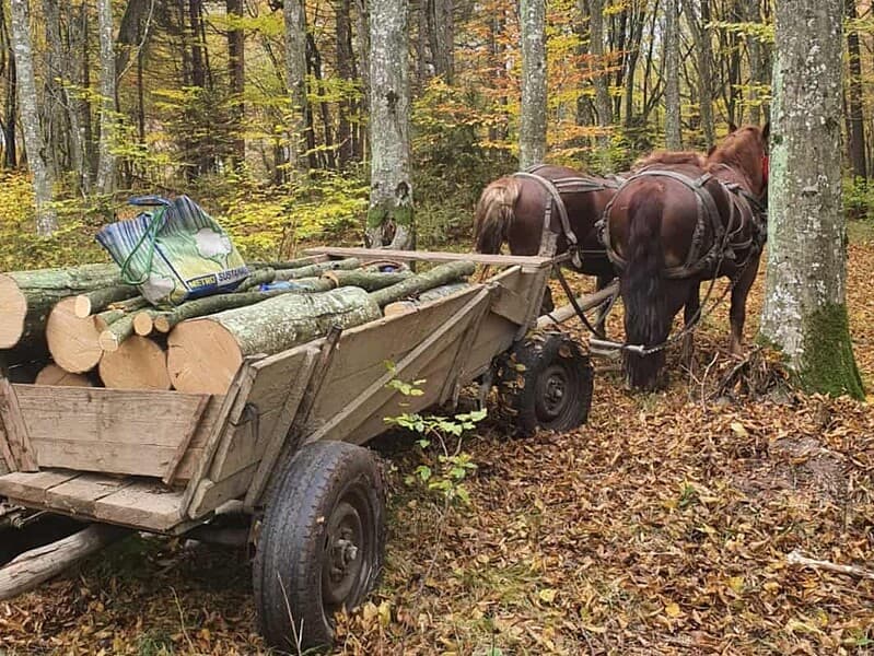 sibian prins cu un transport de lemne pentru foc, amendat cu 1.000 lei