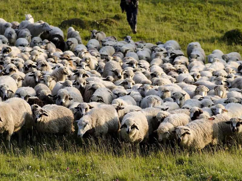 răzmeriță la daia, din cauza mirosului de la o stână de oi. primar: „dacă s-au mutat la sat trebuie să își asume”
