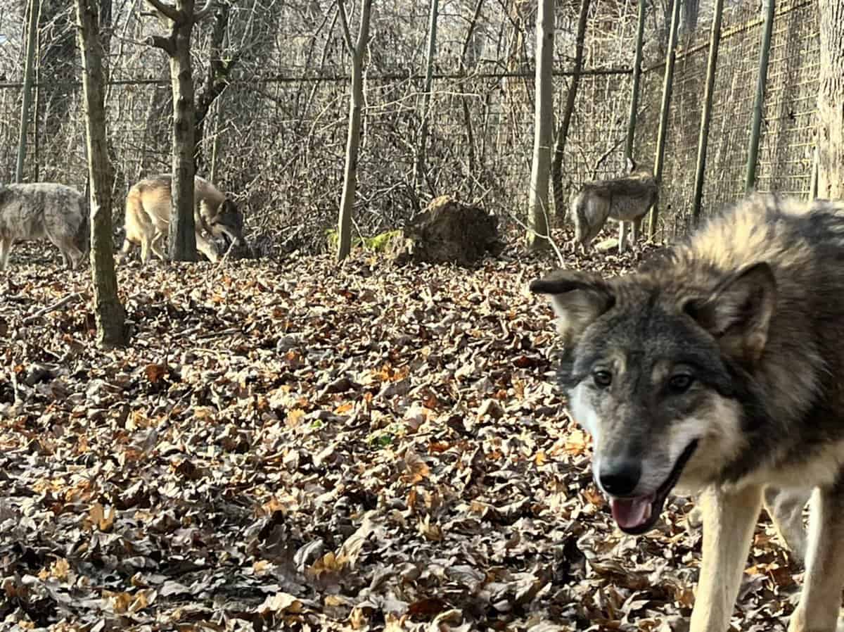 Atracții noi la Zoo Sibiu - Lupi aduși din Croația atracții noi la zoo sibiu - lupi aduși din croația