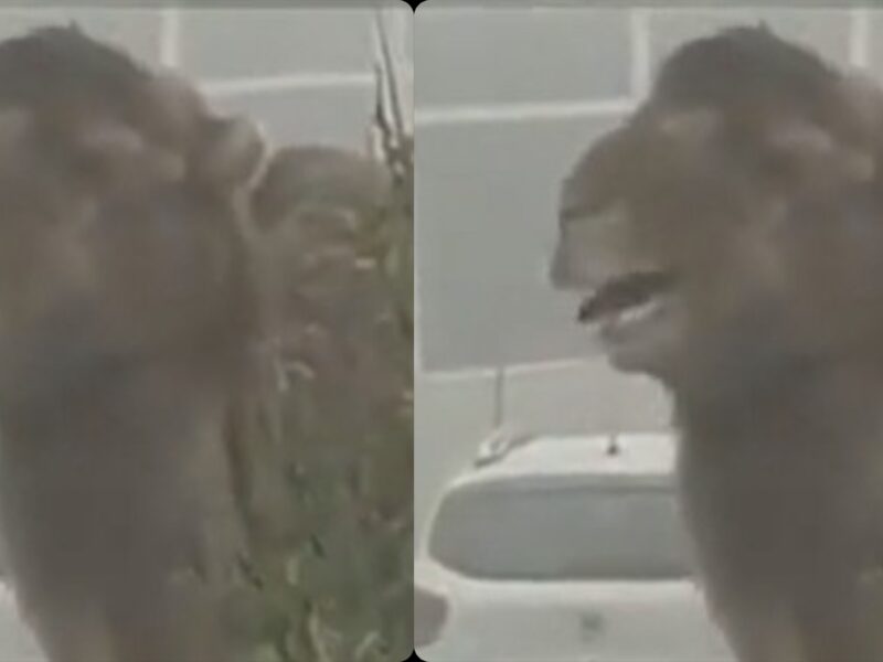 video cămilă scăpată de la circ, suprinsă pe străzile din cluj