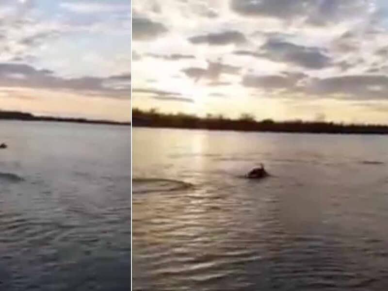 video fenomen rar - delfinii din marea neagră au migrat în dunăre din cauza războiului