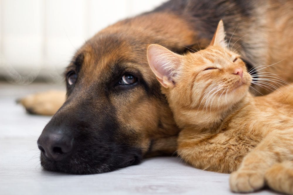 sibiul “văduvit” de crematoriu pentru animale - incinerare doar prin intermediul cabinetelor veterinare - costă aproape 400 de lei