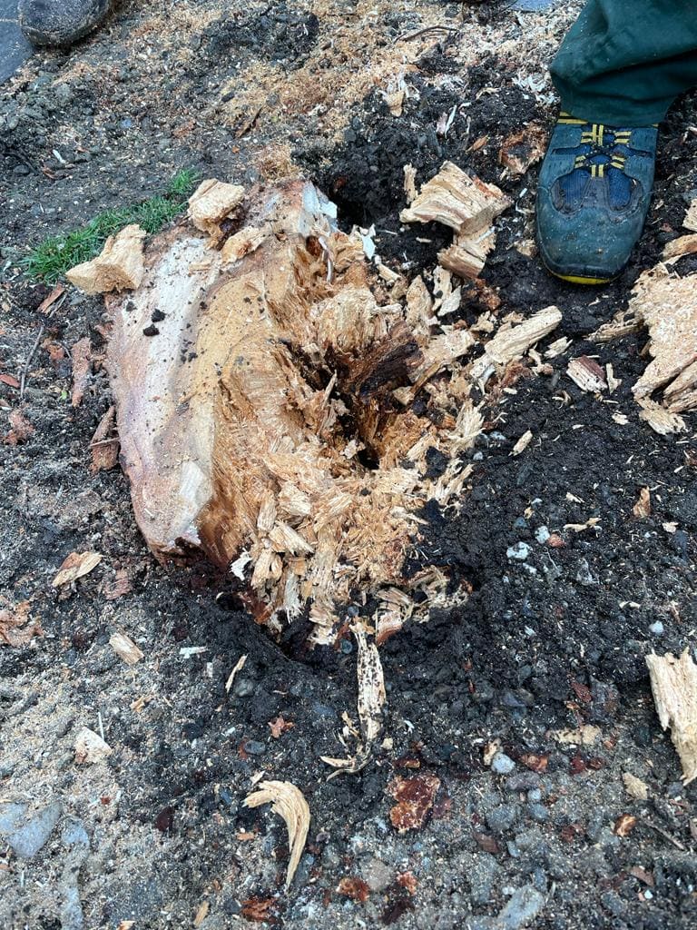 foto: copaci tăiați de pe pietonala bălcescu - primăria spune că riscau să se prăbușească și că va planta alții în loc