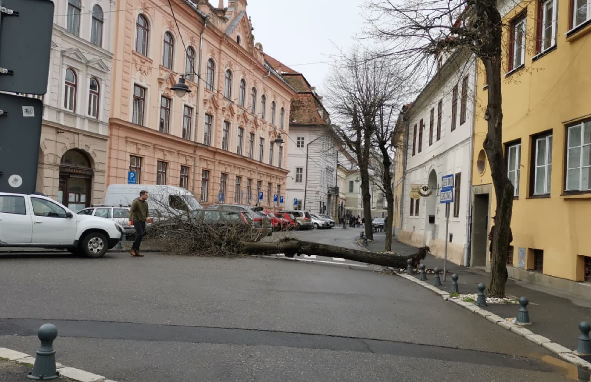 foto: copaci tăiați de pe pietonala bălcescu - primăria spune că riscau să se prăbușească și că va planta alții în loc