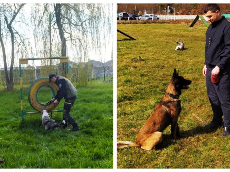 trei echipe canine ale poliției de frontieră din republica moldova, ”școlite” la sibiu