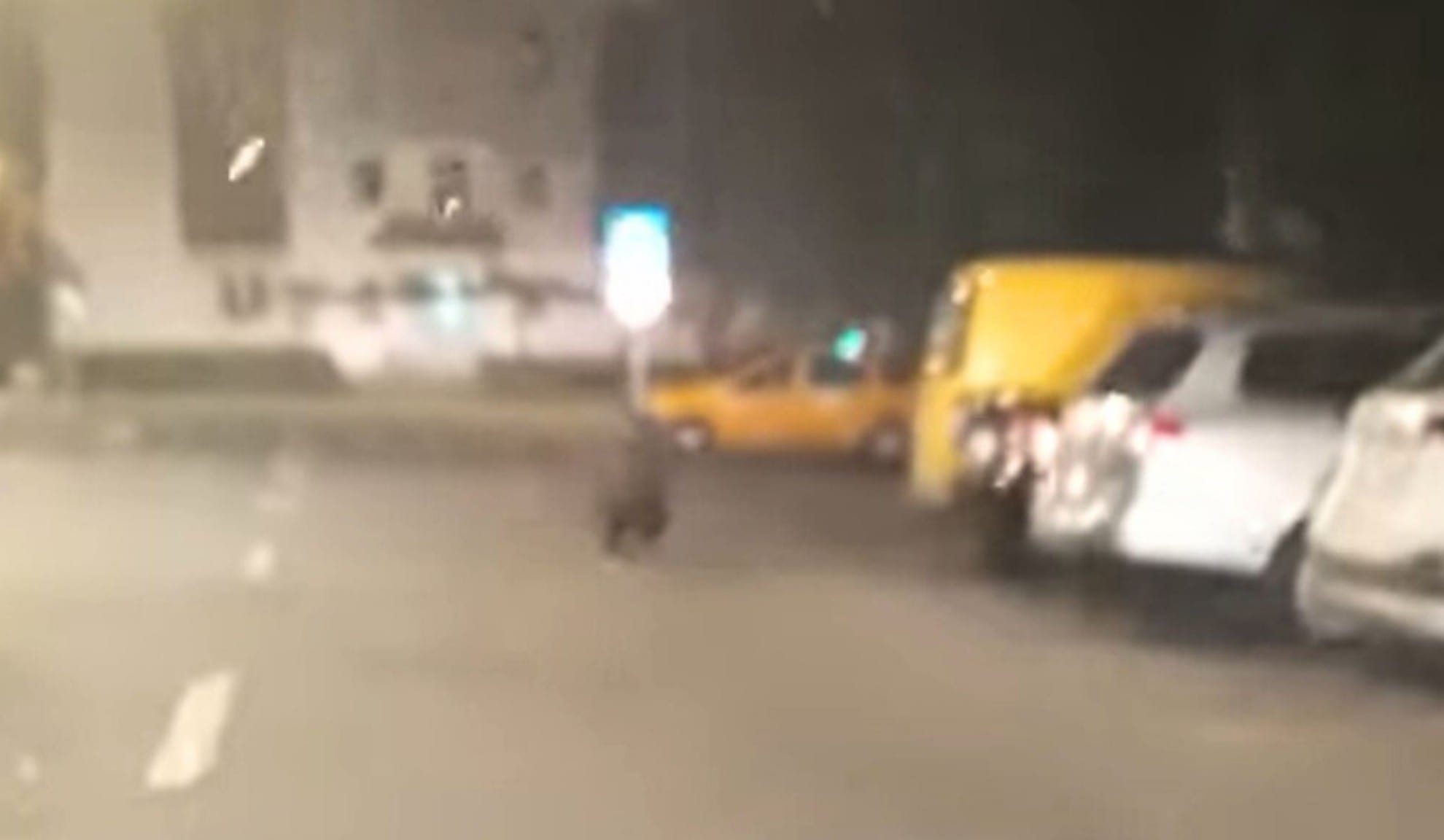 video foto: autoritățile din sibiu sunt în alertă - urs văzut pe calea cisnădiei