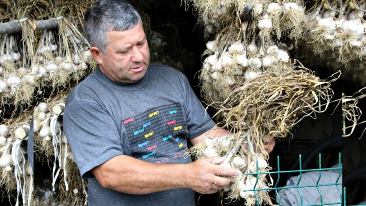 ajutor de la guvern pentru producătorii de usturoi din românia