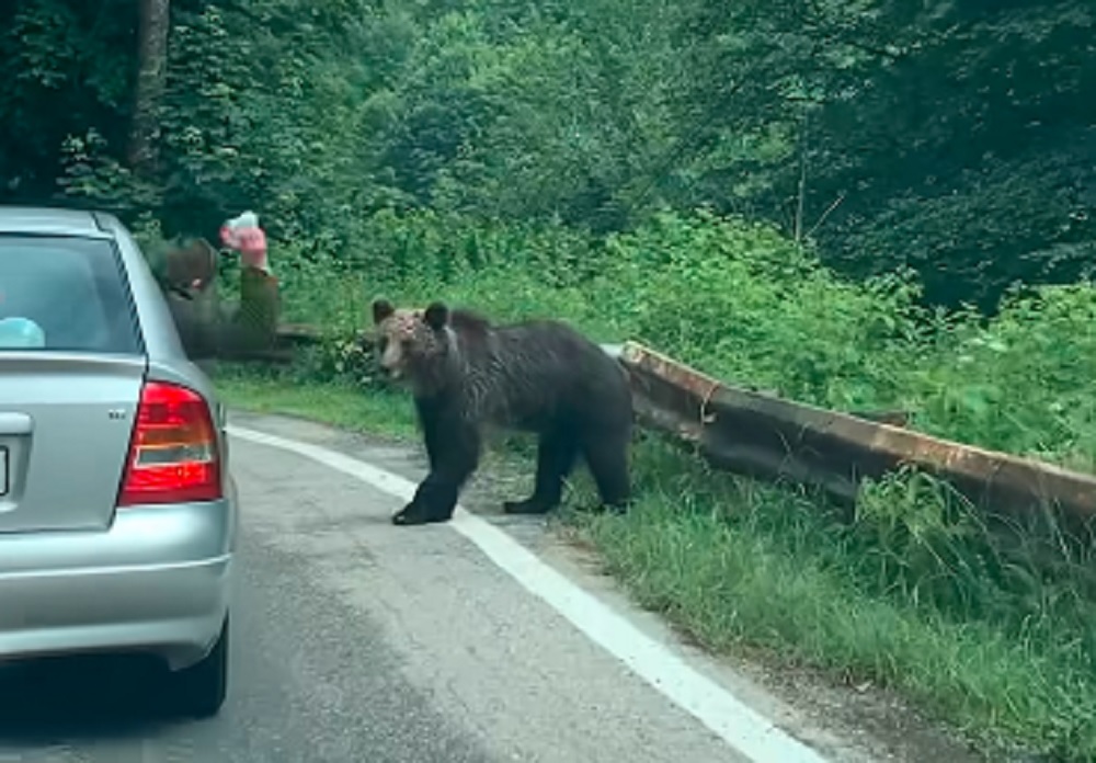 video imagini revoltătoare pe transfăgărășan - urs lovit cu o sticlă în cap de un turist