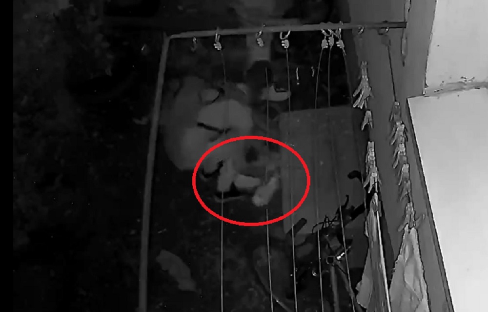 video sibian lăsat fără încălțăminte în broscărie - hoții i-au furat adidașii de la fereastră