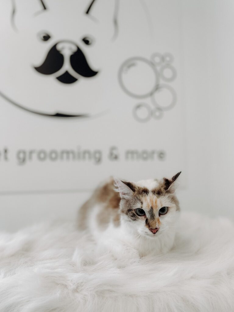 descoperă wash&woof, noul salon canin din orașul tău