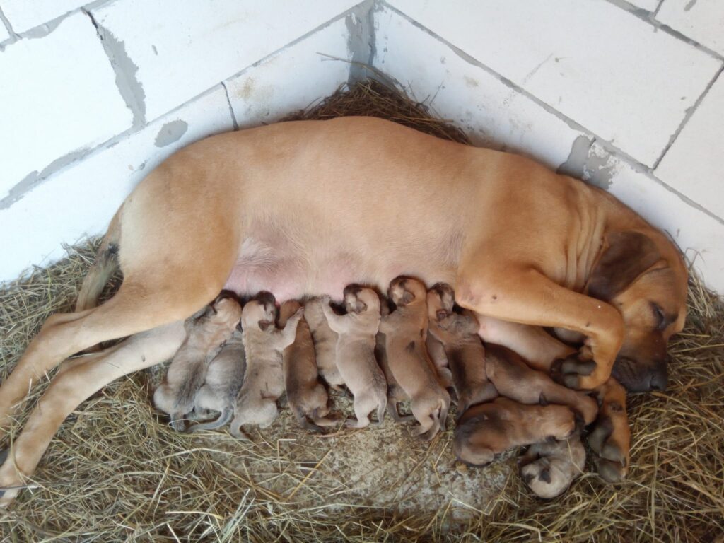 Primarul din Roșia acuzat de un crescător de câini că l-a forțat să se mute din sat. „Am fost nevoiți să vindem tot și să plecăm” primarul din roșia acuzat de un crescător de câini că l-a forțat să se mute din sat. „am fost nevoiți să vindem tot și să plecăm”