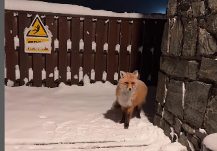 imagini de poveste la bâlea lac. o vulpe îi încântă pe turiști cu prezența (video)