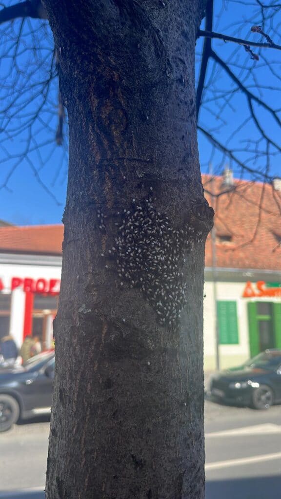 Invazie de ploșnițe în copacii de pe strada Turnului din Sibiu. Mii de insecte ”sufocă” pomii și îi pun în real pericol (video foto) invazie de ploșnițe în copacii de pe strada turnului din sibiu. mii de insecte ”sufocă” pomii și îi pun în real pericol (video foto)