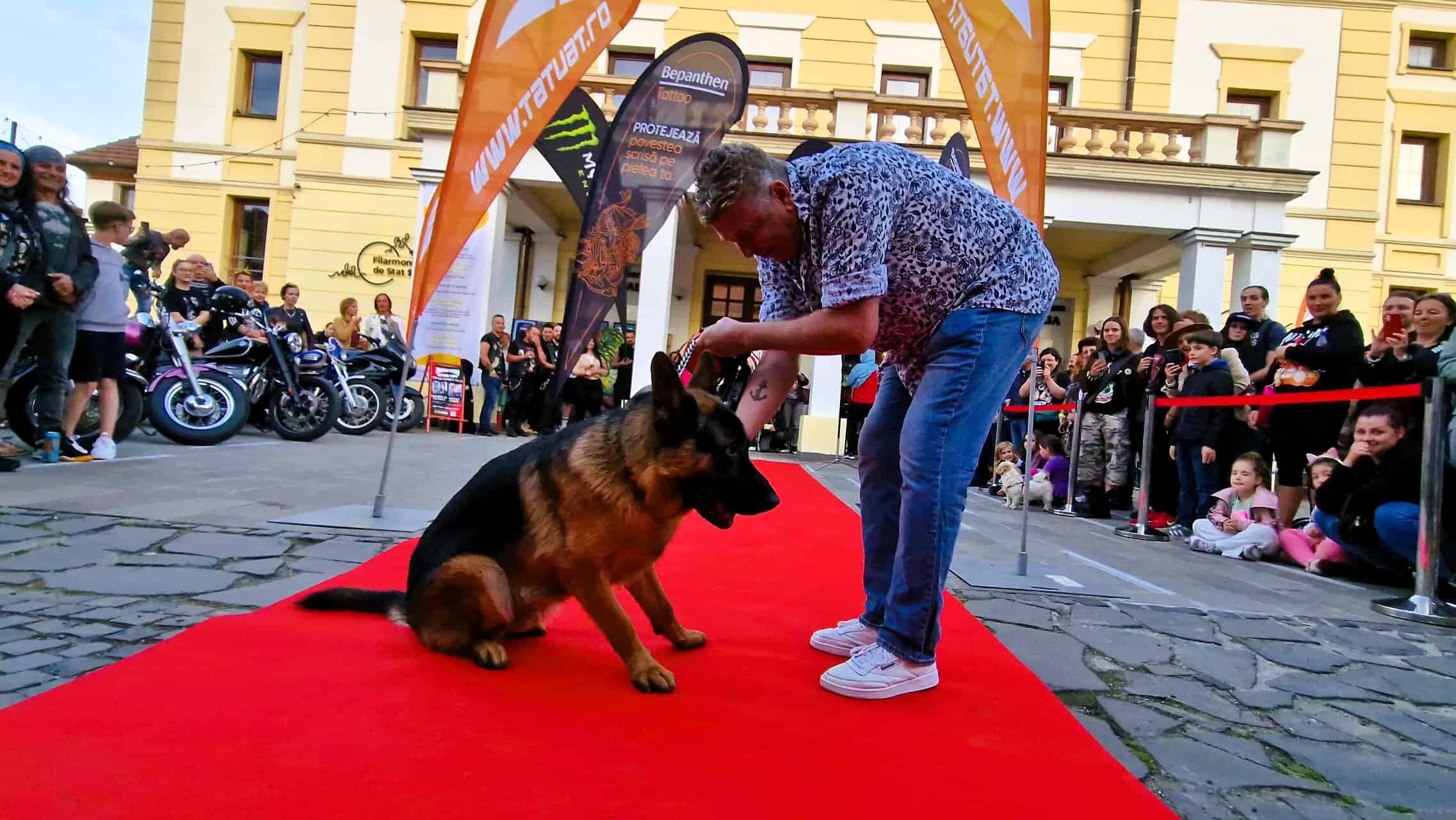 Țuchi, un căţel abandonat în judeţul Sibiu, a ajuns vedetă în reclame din SUA și a câștigat o paradă cu 200 de câini la Transilvania Tattoo Expo (foto) țuchi, un căţel abandonat în judeţul sibiu, a ajuns vedetă în reclame din sua și a câștigat o paradă cu 200 de câini la transilvania tattoo expo (foto)