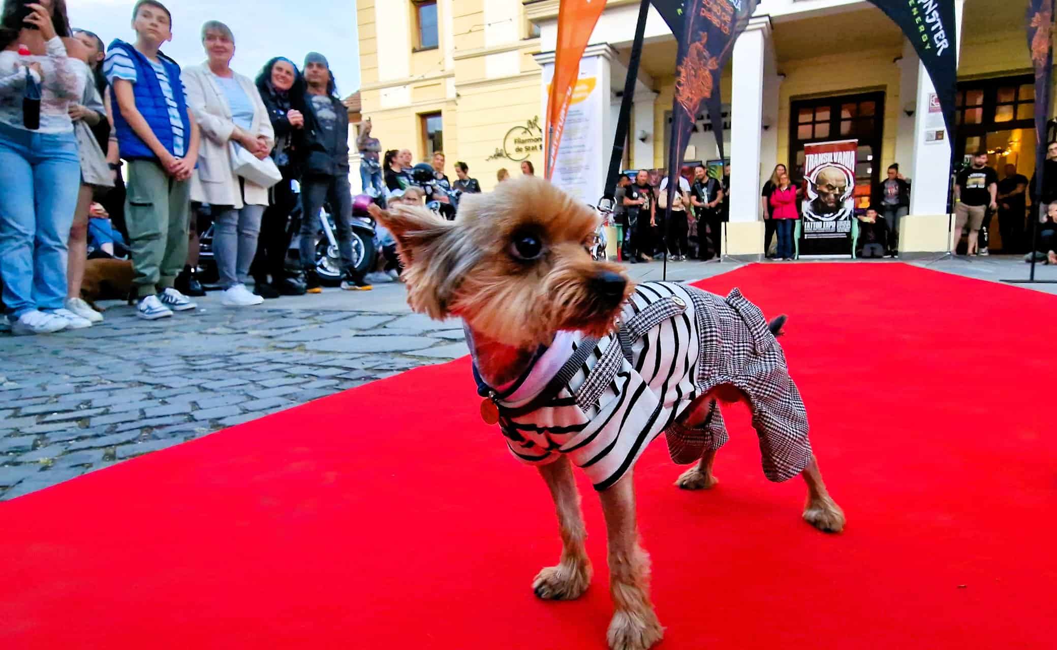 Țuchi, un căţel abandonat în judeţul Sibiu, a ajuns vedetă în reclame din SUA și a câștigat o paradă cu 200 de câini la Transilvania Tattoo Expo (foto) țuchi, un căţel abandonat în judeţul sibiu, a ajuns vedetă în reclame din sua și a câștigat o paradă cu 200 de câini la transilvania tattoo expo (foto)