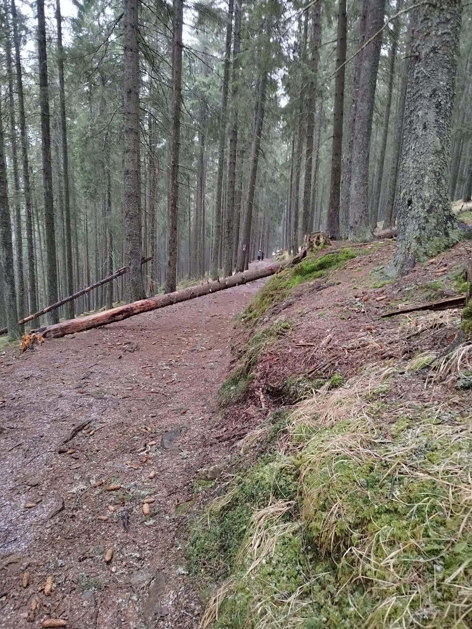 Trasee montane din jurul Sibiului, blocate de copacii căzuți din cauza ploilor: „Turiștii să se informeze asupra vremii” trasee montane din jurul sibiului, blocate de copacii căzuți din cauza ploilor: „turiștii să se informeze asupra vremii”