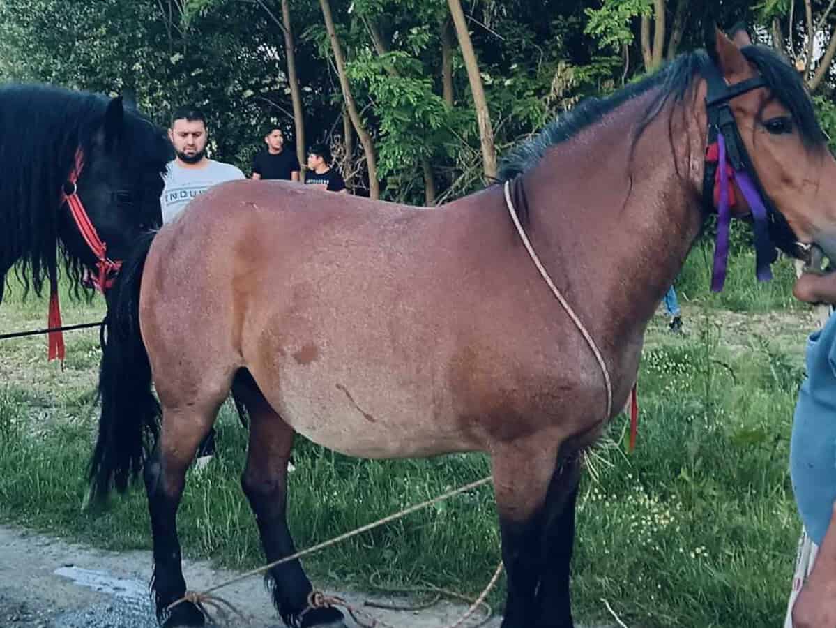 un sibian din sărata a rămas fără iapă. „mi-a furat-o cineva”
