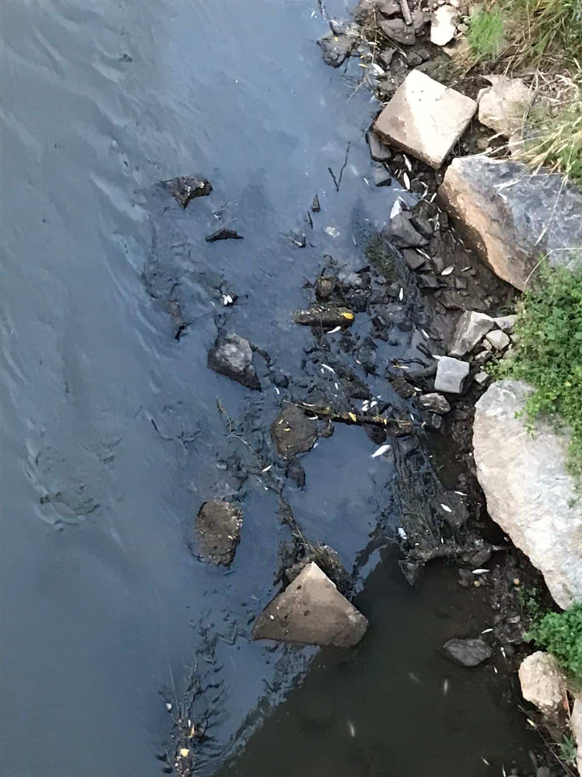 Poluare pe râul Cibin în municipiul Sibiu. Mii de pești morți plutesc în derivă (foto, video) poluare pe râul cibin în municipiul sibiu. mii de pești morți plutesc în derivă (foto, video)
