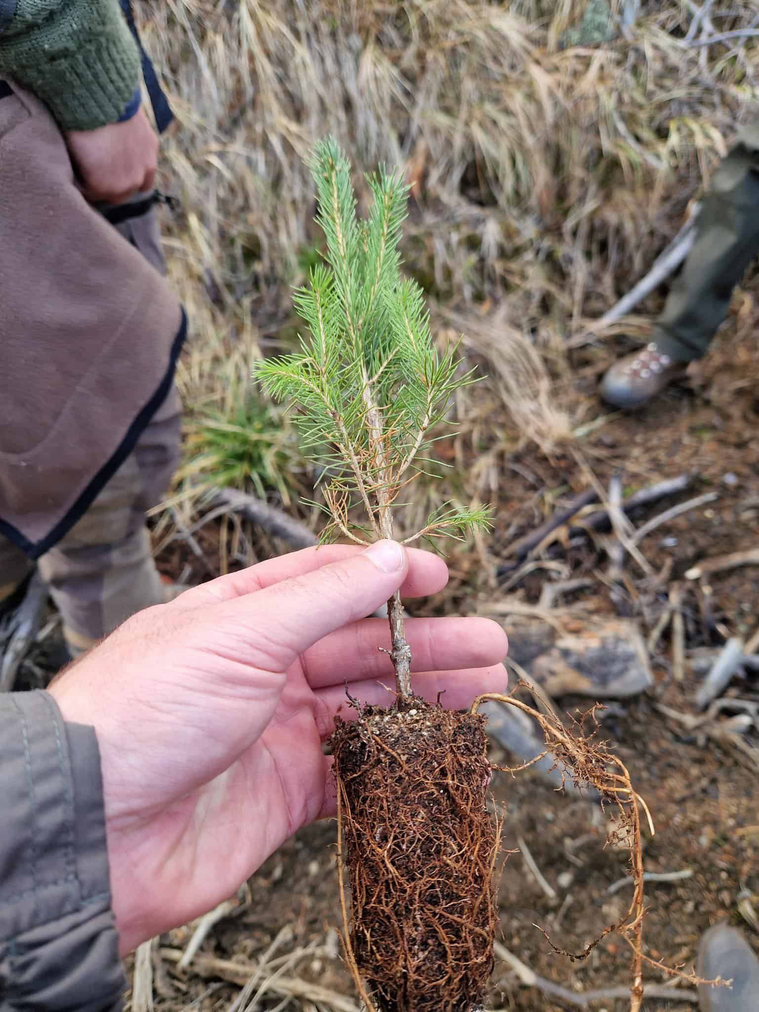 Reîmpădurire de amploare în județul Sibiu. Zeci de mii de puieți plantați printr-o nouă metodă (foto) reîmpădurire de amploare în județul sibiu. zeci de mii de puieți plantați printr-o nouă metodă (foto)