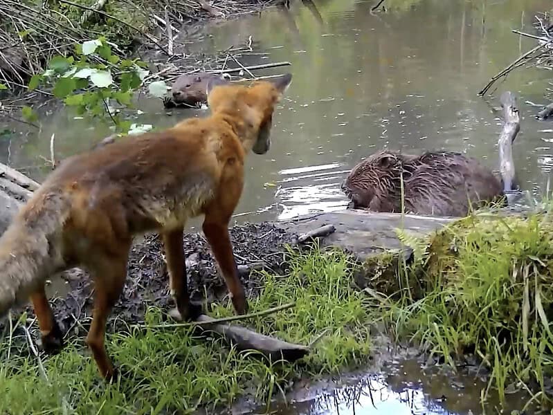 spectacolul naturii surprins în imagini incredibile din munții făgăraș (video)