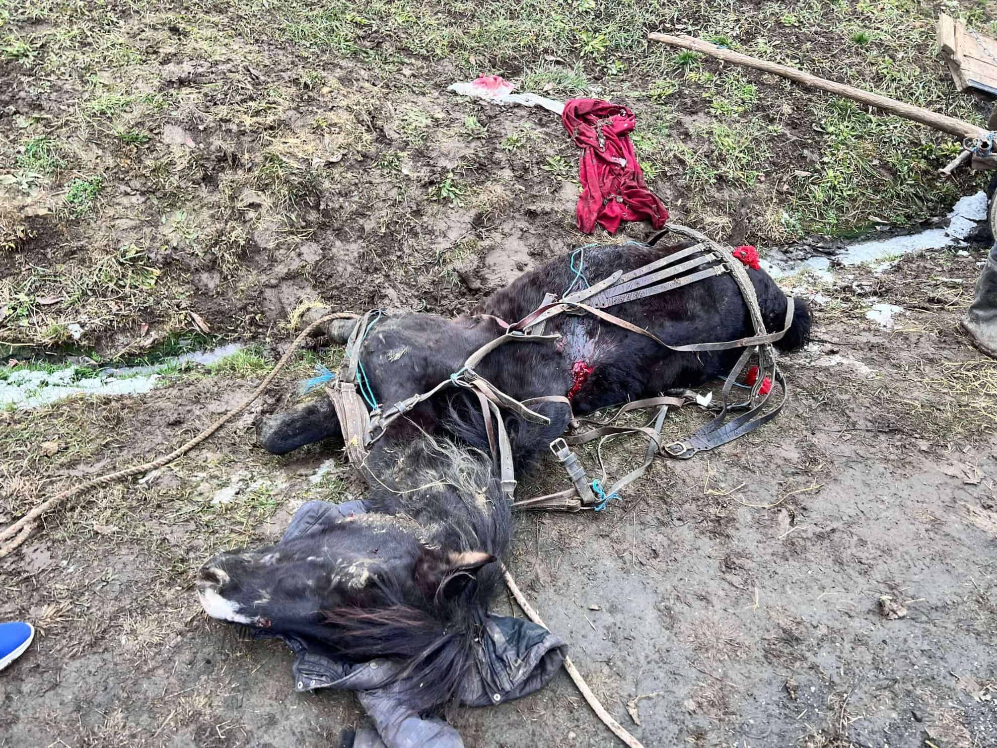 sibian reținut după ce a bătut cu bestialitate un cal și l-a abandonat pe marginea drumului (foto)