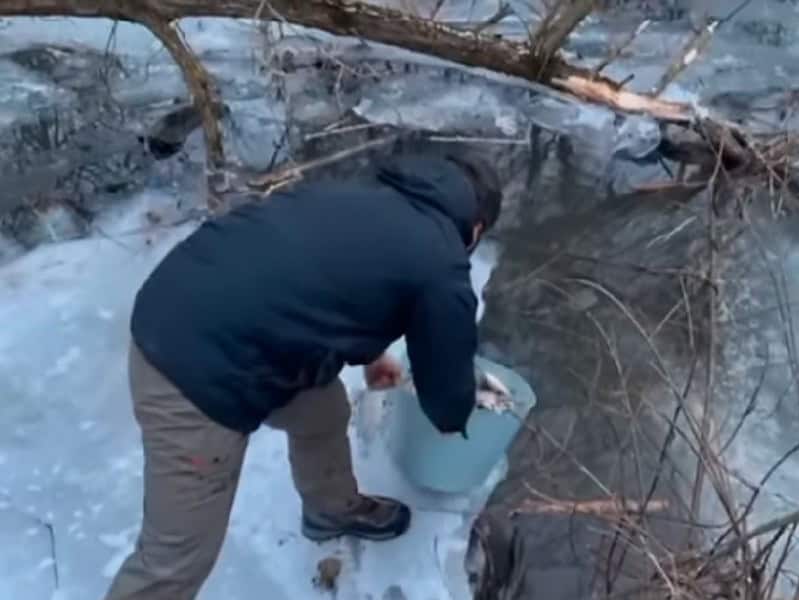 pârâul din nou populat cu sute de kilograme de pește (video)